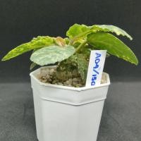 ราคา มะพร้าวทะเลทรายใบกลมด่าง(dorstenia) (20452314989)