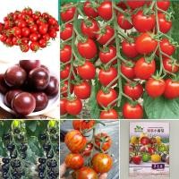 ราคา เมล็ดมะเขือเทศเชอรี่กลม มะเขือเทศจิ๋ว 200เมล็ด/300เมล็ด CherryTomato/Pearl Tomato (6167557673)
