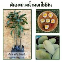 ราคา ต้นมะม่วงน้ำดอกไม้มัน รสชาติผลแก่หวานมันปนเปรี้ยวเล็กน้อยกรอบอร่อย ส่วนเมื่อผลสุกจะหวานหอม (22489014394)