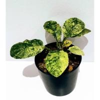 ราคา มีประกัน ส่งไว มะพร้าวทะเลทราย ใบกลมด่าง (dortenia) #cactus #แคตตัส #กระบองเพชร #ไม้อวบน้ำ (5834951240)