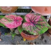 ราคา บอนสีชินบัญชร บอนเก่าหายาก (10883147534)