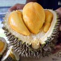 ราคา ต้นทุเรียน ทุเรียนหนามดำ หรือ โอวฉี่ จัดส่งพร้อมกระถาง 8 นิ้ว ลำต้นสูง 70-80 ซม (9207473739)