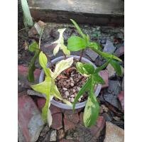 ราคา ก้ามกุ้งด่าง ส่งต้นตามรูป (11122487609)