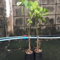ราคา กิ่งตอนมะนาวไร้เมล็ดชำลงถุงพร้อมปลูก (11853826847)