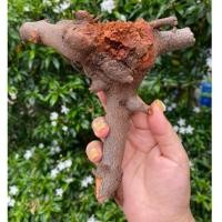 ราคา กาฝากไม้พยุง ไม้มงคลสำหรับบูชา สรรพคุณ ส่งเสริมความมงคลเจริญรุ่งเรือง ทำอะไรสำเร็จสมปรารถนา เมตตามหาเสน่ห์ ค้าขายดี (29509798733)