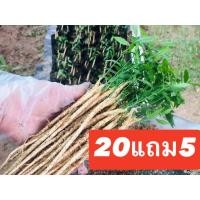 ราคา ต้นกล้าผักหวานป่า ยอดเหลือง พร้อมปลูก 25ต้น รากยาวแข็งแรง ปลูกติดง่าย แถมเมล็ดดอกแคนา พืชพี่เลี้ยง (43252159701)