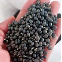 ราคา ถั่วแขก ถั่วเพาะงอก ถั่วแขกพม่า ถั่วฤดูกาลใหม่ ปี2025 อัตราการงอก 95% ขนาด 3 กิโลกรัม (20403502301)