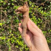 ราคา กาฝากไม้พยุง ไม้มงคลสำหรับบูชา สรรพคุณ ส่งเสริมความมงคลเจริญรุ่งเรือง สำเร็จสมปรารถนา เมตตามหาเสน่ห์ มีพุทธคุณในตัว (21676686578)