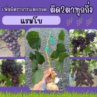 ราคา กิ่งองุ่นติด2ตา สายพันธุ์แรมโบ (27616370265)