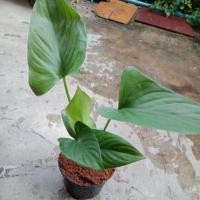 ราคา ต้นว่านเสน่ห์จันทร์หอมต้นเล็ก ต้นละ 189 บาทจ้า สอบ ถามก่อนสั่งนะคะ /ไม้ประดับ/ไม้มงคล (6041827809)