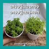 ราคา ต้นเศรษฐีแพรทอง และต้นเศรษฐีแพรหยก ต้นไม้มงคลจิ๋ว กระถาง3นิ้ว (7592706212)