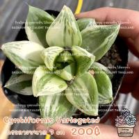 ราคา Haworthia Cymbiformis Variegated ฮาโวเทียด่าง succulent echeveria cactus lithop กุหลาบหิน ไม้อวบน้ำ (20071167980)