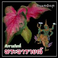 ราคา ทักแชทดูรูป (ต้นลูกเบบี้) พระนารายณ์บอนสี ตับรามเกียรติ์ บอนสีพระนารายณ์ พระนารายณ์ บอนสี บอนเก่า บอนไทยโบราณ บอนสีหายาก (16295319903)