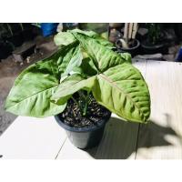 ราคา ต้นออมนาค/#ออมนาค#ออมเงิน#ออมทอง/ไม้มงคล (10119893328)