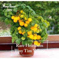 ราคา *หายากมาก* เมล็ดมะเขือเทศเหลือง Tiny Tim แบบสืบทอด - 30 เมล็ด *เหมาะสำหรับกระถาง* ปลูกในกระถาง, สายพันธุ์มะเขือเทศแคระ (40510645313)