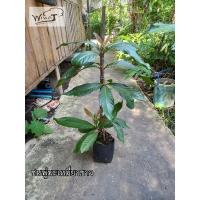 ราคา ชมพู่มะเหมี่ยวขาว (กิ่งตอน) (16687876706)