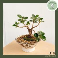 ราคา ต้นช้อนเงินช้อนทองบอนไซ Ficus annulata Bonsai พร้อมกระถางเซรามิกญี่ปุ่น (7138526726)
