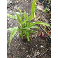 ราคา ไผ่กวนอิม ไม้มงคล ไม้ประดับ (6586044732)