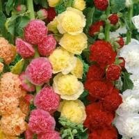 ราคา เมล็ดดอกไม้,เมล็ดฮอลลี่ฮ็อค,เมล็ดฉัตรทอง,ฮอลลี่ฮ็อคคละสี,ฉัตรทองคละสี 30 เมล็ด (17990405485)