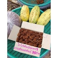 ราคา เมล็ดงอกโกโก้พร้อมปลูก ชุด 500 เมล็ดพร้อมแถม 200 เมล็ด พันธุ์ชุมพร 1 เพาะจากต้นพันธุ์อายุ 30 ปี+ของแท้ (17063270651)
