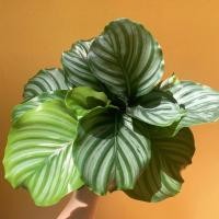 ราคา คล้าใบตอง ‘Calathea Orbifolia’ (9666415862)