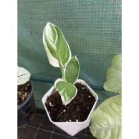 ราคา สาคูด่างขาวลายฟลอริด้า (13285751068)