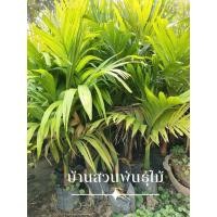 ราคา ต้นหมากเตี้ย ต้นสูง 1.3-1.5เมตร (12271912989)