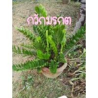 ราคา กวักมรกต ไม้ฟอกอากาศ ไม้มงคล (5955441289)