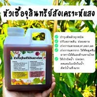 ราคา จุลินทรีย์สังเคราะห์แสง ขนาด1ลิตร ใช้บำรุงพืชผัก ปรับสภาพดิน บำบัดน้ำ บ่อปลา ดับกลิ่น (24529166488)