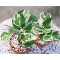 ราคา พลูงาช้าง #ต้นไม้ฟอกอากาศ #ขนาดเล็กวางบนโต๊ะทำงาน #ไม้มงคล (4933527950)