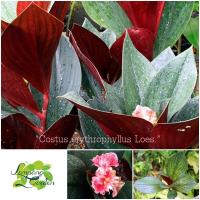 ราคา ต้นพัดโบกแดง ต้นบัวประทุม Costus erythrophyllus Loes. ออกดอกตลอดปี ไม้กระถาง (17480629849)