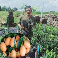 ราคา 1ต้น*ต้นมะยงชิดทูลเกล้า ผลใหญ่เท่าไข่ไก่กรอบ ต้นเสียบยอด 35-40ซม. เปรี้ยวหวานกรอบ รูปถ่ายจากสินค้าจริง มีสินค้าพร้อมส่ง (8122901774)