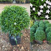 ราคา ต้นพุดศุภโชค พุ่มสวย ออกดอกแล้ว ไม้มงคล ดอกหอมพร้อมปลูกจ้า (24631085260)