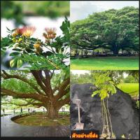 ราคา ต้นจามจุรี ต้นก้ามปู ต้นฉำฉา ต้น จามจุรี ก้ามปู ฉำฉา ไม้ประธาน Rain tree Scientific name / eertnom (41253348663)