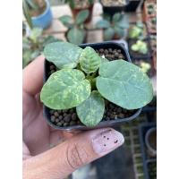 ราคา มะพร้าวทะเลทรายด่างราคาเบาๆ (3262214110)