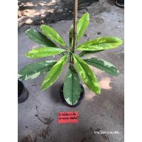 ราคา พญาสัตบรรณด่าง ไม้ยืนต้น ทักมาเลือกต้นได้นะคะ (23520121248)