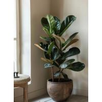 ราคา ไทรใบสัก ไม้ฟอกอากาศ ฟอร์มสวย (Fiddle Fig) (28858970682)