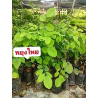 ราคา พยุงไทย ไม้เศรษฐกิจเนื้อเเข็ง เป็นที่นิยมของตลาดสูง ต้นกล้าเเข็งเเรงพร้อมปลูก สินค้าเสียหายยินดีเคลมฟรี (19585126931)