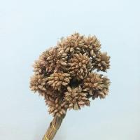 ราคา ดอกไข่แมงดา หรือแห้วน้ำ ดอกไม้แห้งพร้อมส่ง (20384453663)
