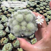 ราคา รีบูเทียดอกขาวดอกเล็กน่ารักๆๆออกดอกตลอดทั้งปี (1096521438)