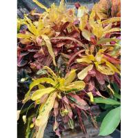 ราคา โกสนชื่อสร้อยทองคำกระถาง11นิ้ว (18689704695)