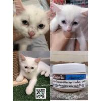 ราคา ครีมทารักษาเชื้อรา หมา/แมวแพ้ผิวหนังปัญหาผิวหนังสำหรับแมวทุกสายพันธุ์ (9551247653)