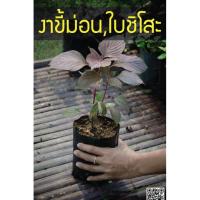 ราคา งาขี้ม่อน หรือ ใบชิโสะ ใบหอม กินคู่กับหมูทอด อร่อยสุดๆ พร้อมส่งถึงมือลูกค้า (21517030554)