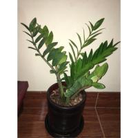 ราคา ต้นกวักมรกตไม้มงคลเรียกเงินเรียกทองเข้าบ้าน (2236691443)