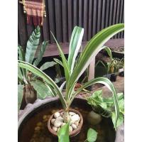 ราคา ต้นพลับพลึงด่าง ไม้ประมงคล ไม้ประดับ (9681510902)