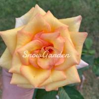 ราคา กุหลาบ ดอกใหญ่ สีส้มทอง ถุงใหญ่ ✨ ส่งติดดอก (3053812810)