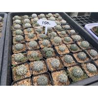 ราคา แอสโตรซุปเปอร์ราคาถูก (7061265808)