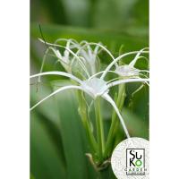 ราคา ต้นพลับพลึงตีนเป็ด | ขายในถุง | ต้นไม้สมุนไพรและไม้ประดับ (6097185660)