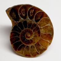 ราคา หอยแอมโมไนต์ Ammonite shell fossil หอยล้านปี แอมโมไนต์ หินแห่งความสมบูรณ์ หอยแอมโมไนต์ผ่าครึ่งตัว หอยล้านปี คตหอย (28109047725)