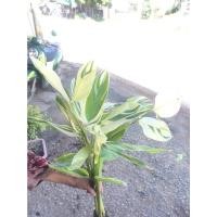 ราคา ต้นสาคูด่าง สาคูด่างขาว ไม้มงคล ใบสวยมาก ต้นละ 399 บาท (11552691264)